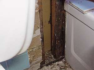 Damaged wood